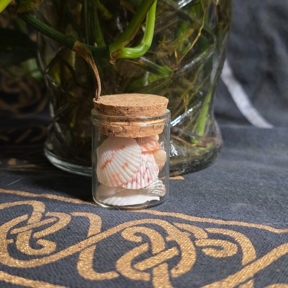 Sea Witch Oddity/Seashells in a Jar Curiosities