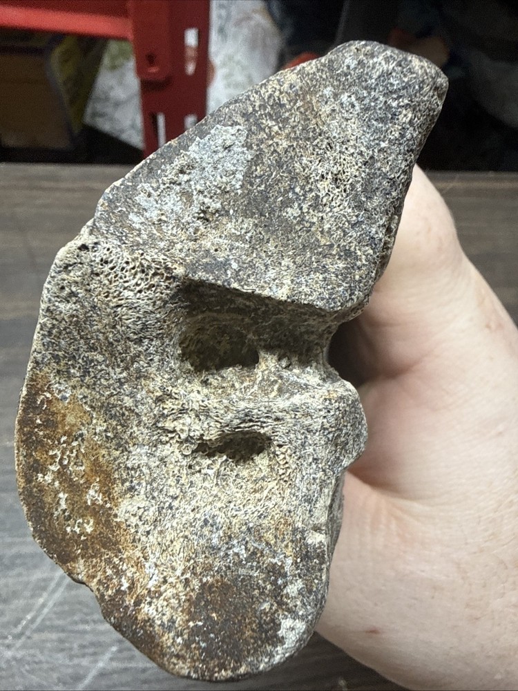 Unknown Fossil Leg Bone Bison?
