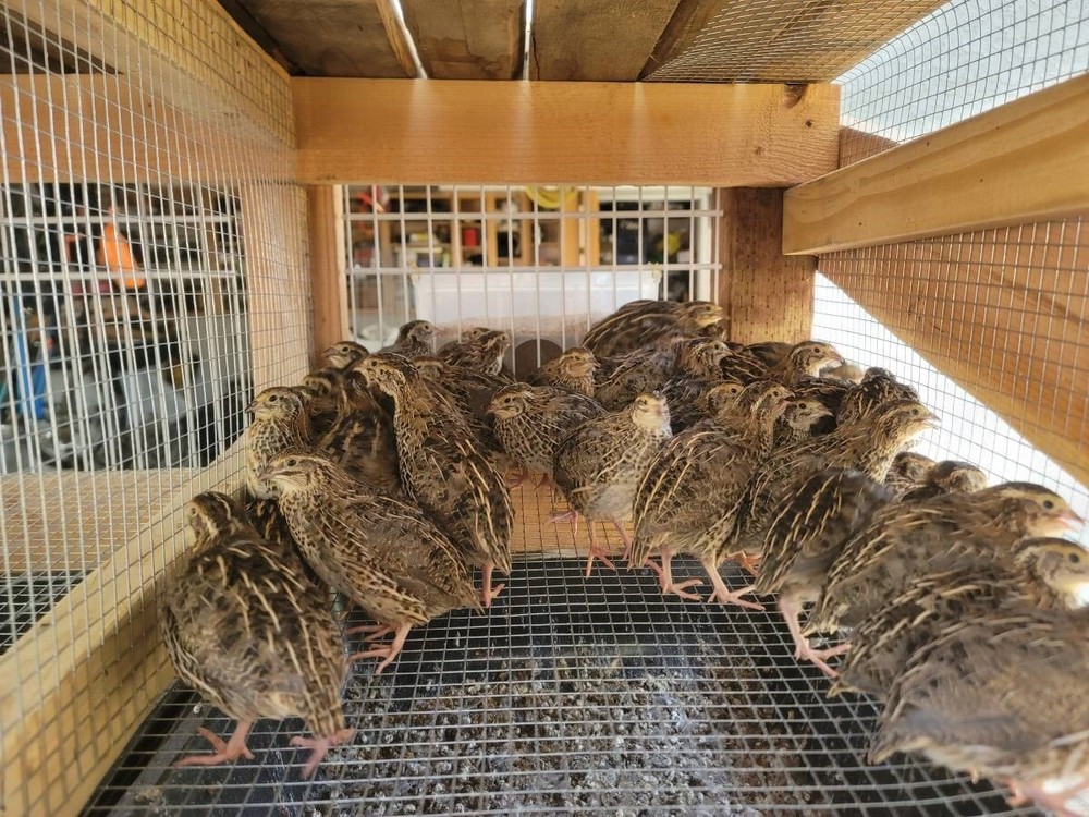 50+ Fertile Coturnix Quail Hatching Eggs