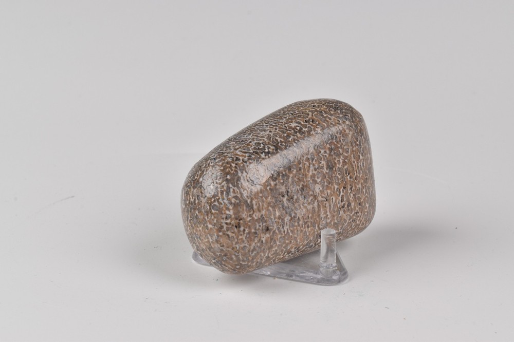 Polished Dinosaur Bone from Morocco 5.0 cm # 21584