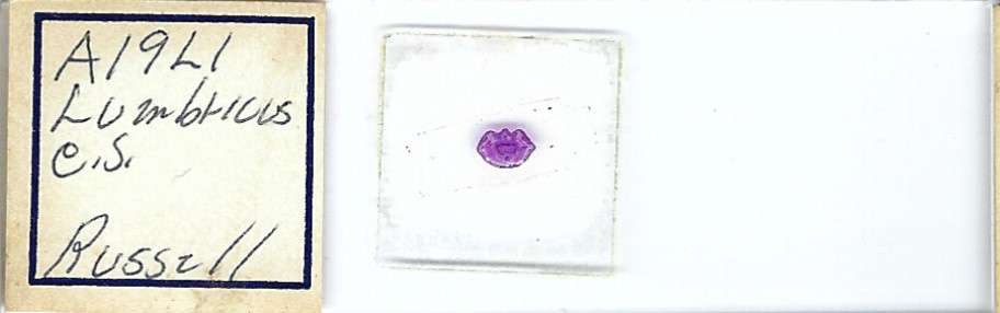 Earthworm Lumbricus c.s. Microscope Slide