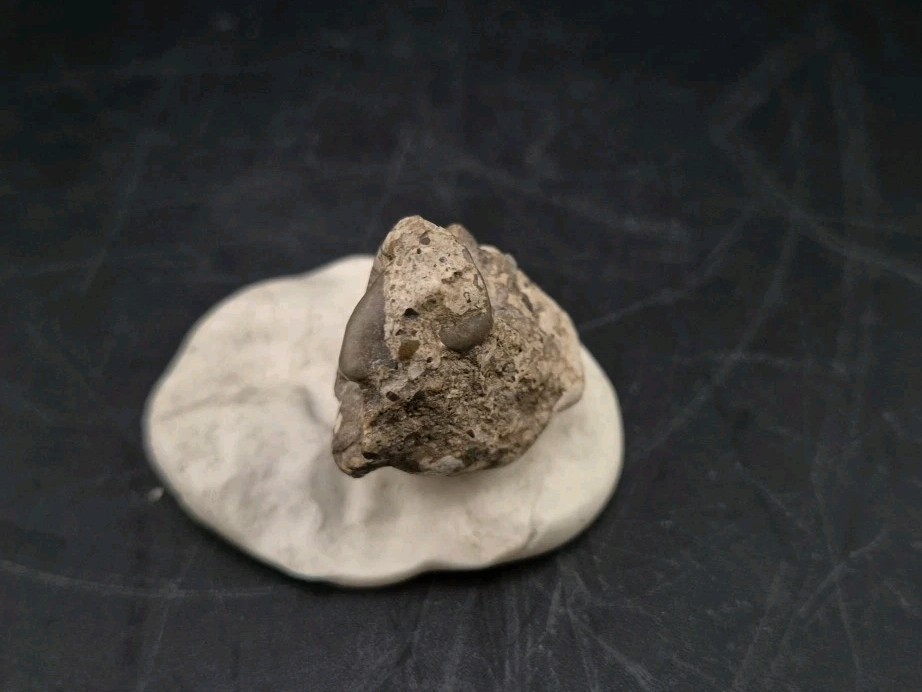Real Fossil Dinosaur Egg Embro Permineralized Uv Reactive