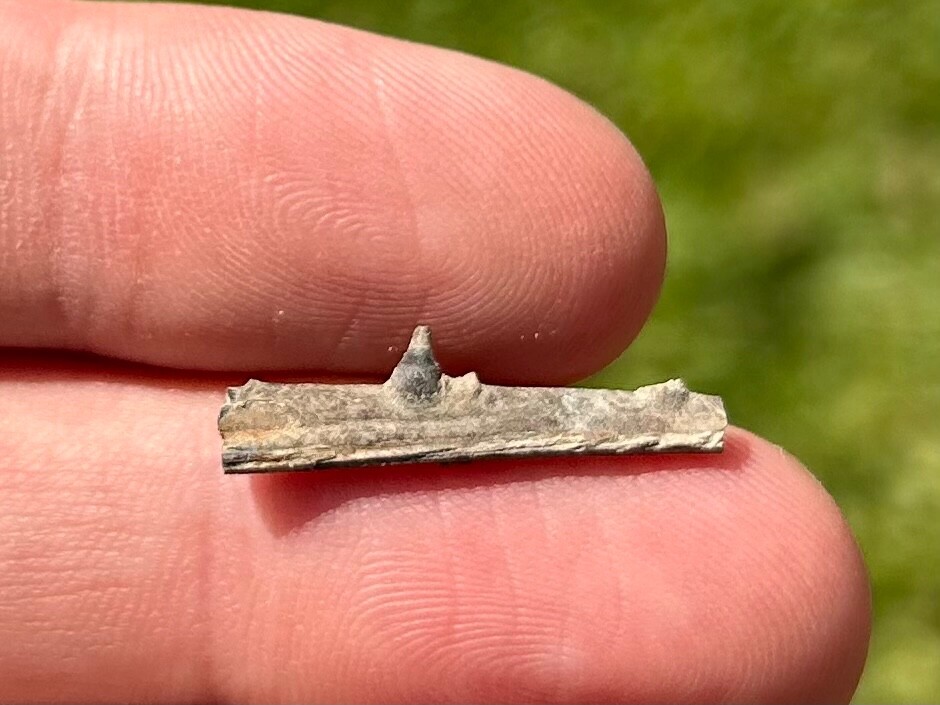 Texas Fossil Fish Jaw Cretaceous Dinosaur Age