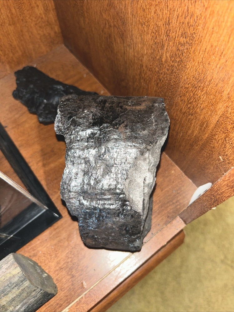 Fossils from coal mine 1200 feet deep