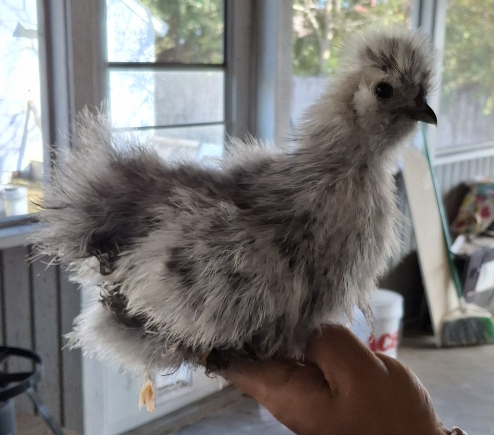 6 SILKIE Hatch Eggs (Assorted) Mottled, Pencil Laced, Partridge NPIP