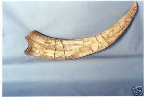 THERIZNOSAURUS CLAW REPLICA