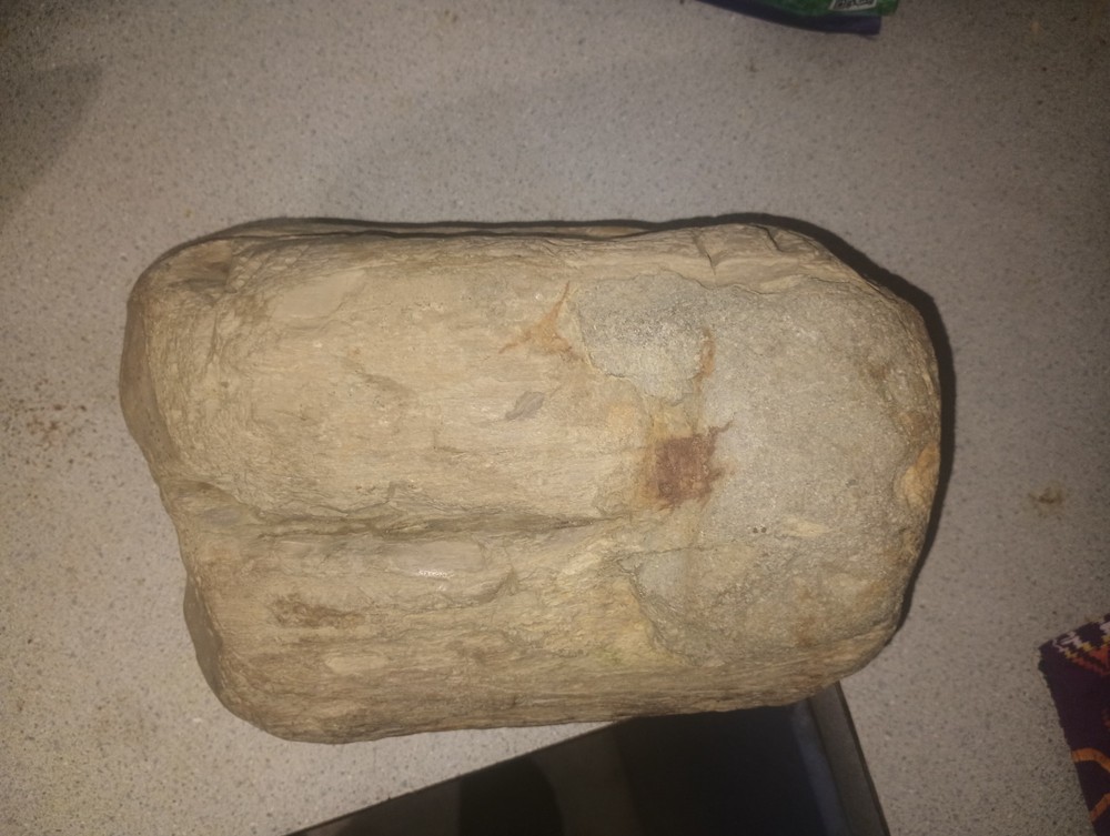 14LBS petrified wood large round with visible grain.