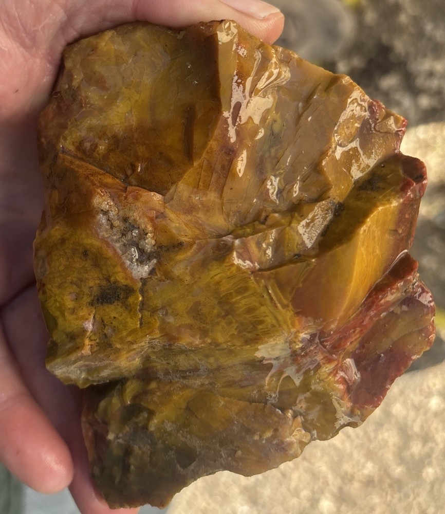 Colorful petrified wood