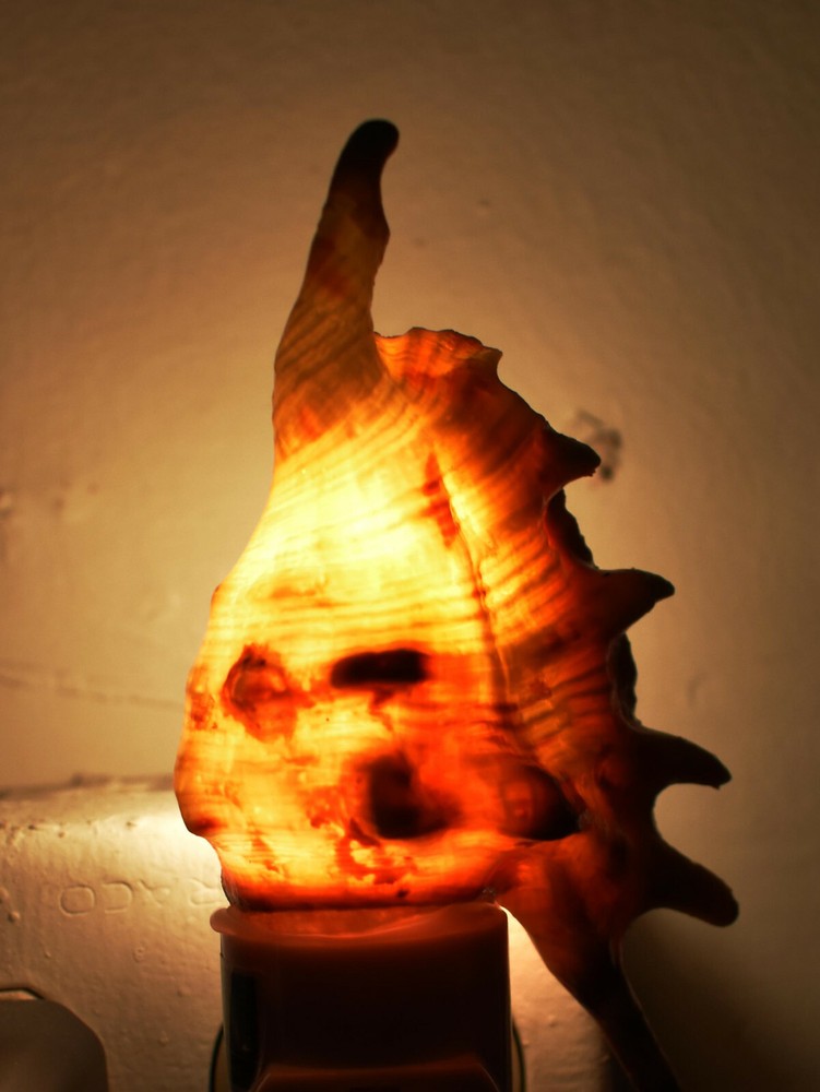 Real Seashell Night Light Spider Conch Shell Decorative Beach w. Light Sensor