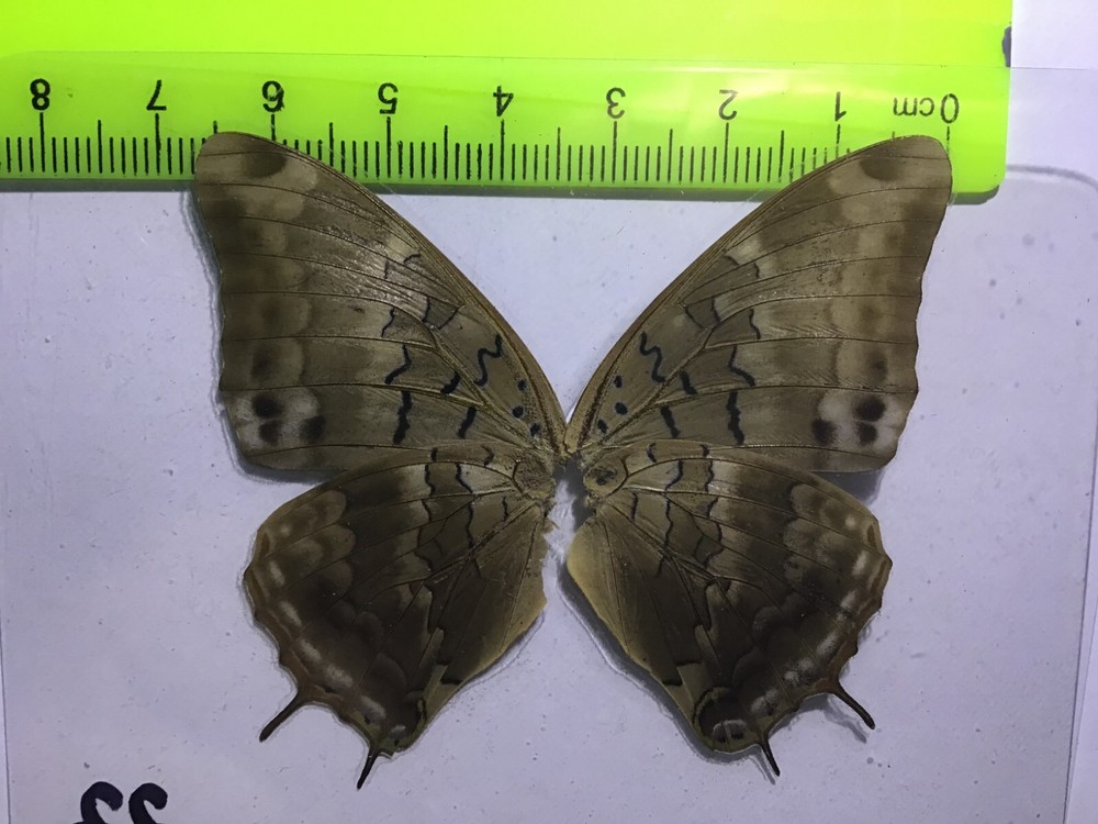 UAC 22 A+/ A Charaxes Nymphalidae Butterfly