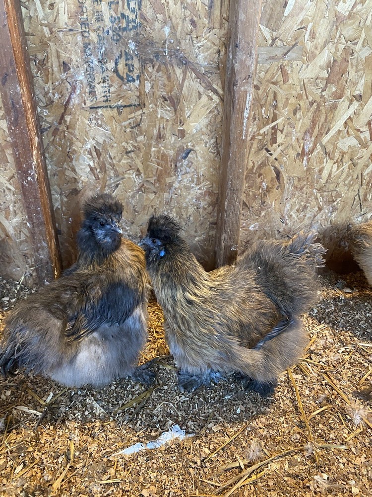 12 Purebred Bearded Silkie Hatching Eggs