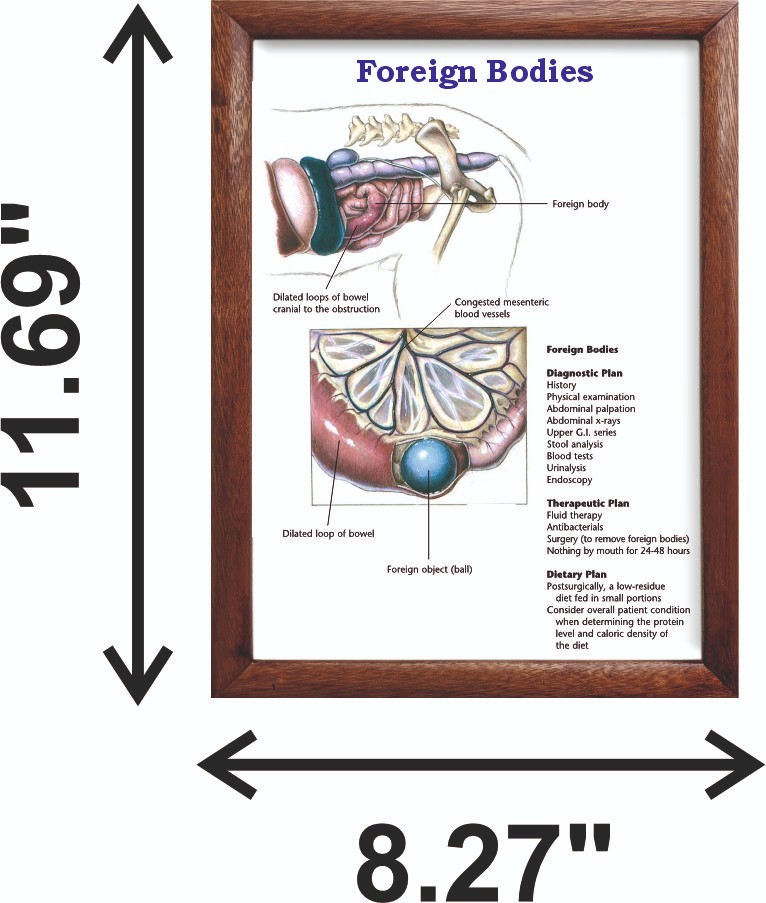 Foreign Bodies Chart 12x18 inches