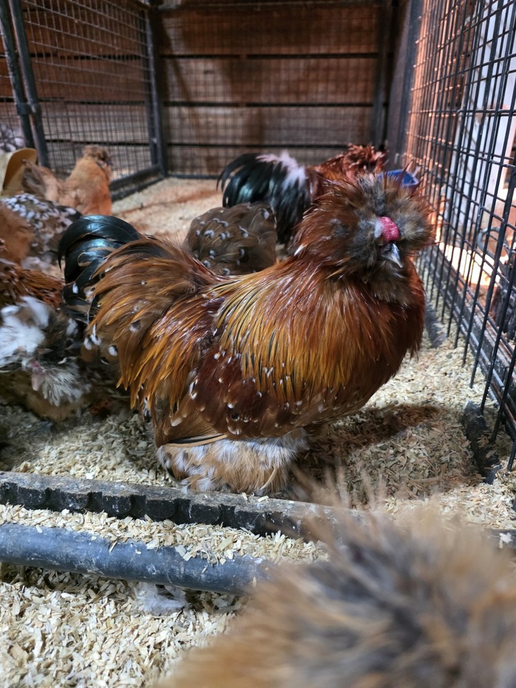 6+ Bantam Mille Silkie & Satin Chicken Hatching Eggs