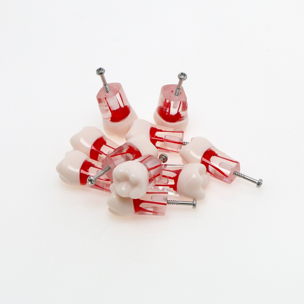 26# (UL6 First Molar) Training Models for Root Canal Procedures Dental Endo Root