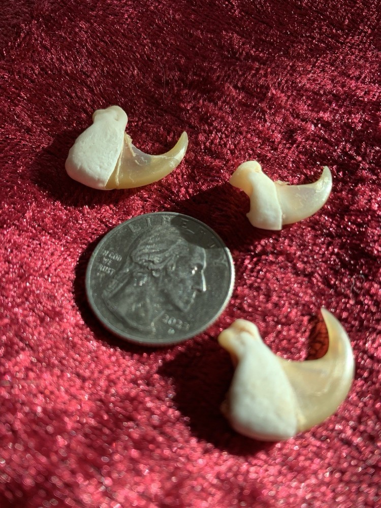 Bobcat claws (1)
