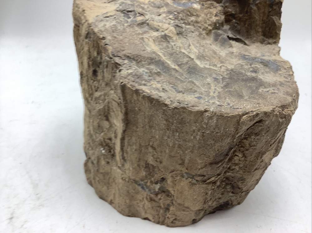 Petrified Wood 5Lbs 14oz