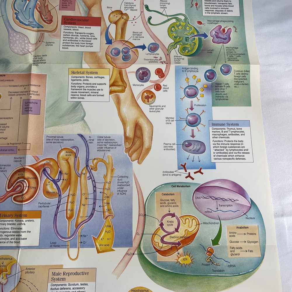 WALL CHART Physiological Interactions 21x32 8 Fold-out Panels 1989 poster