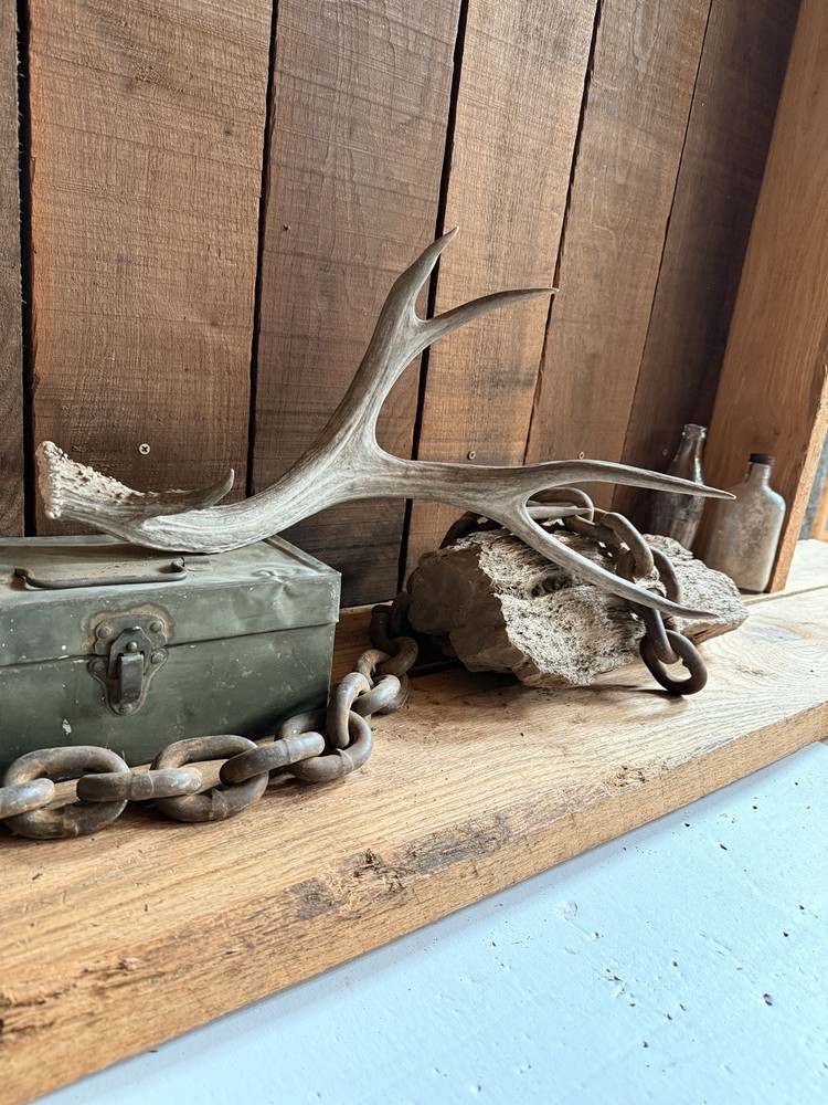 Mule Deer Shed ~ Deer Antler ~ Decor