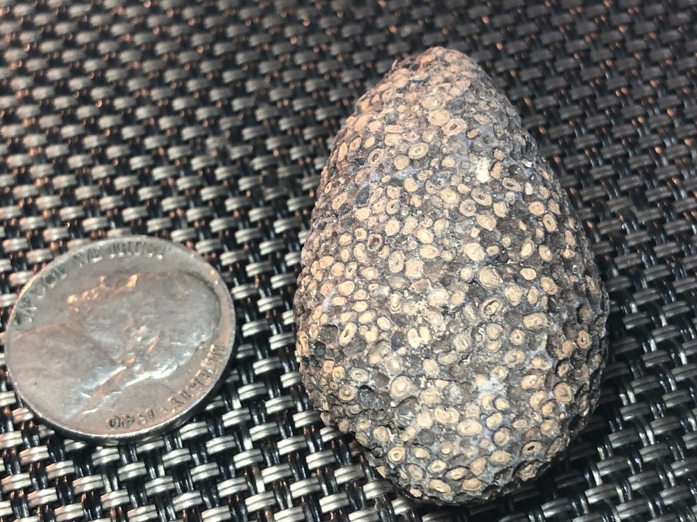 fossil fish eggs?