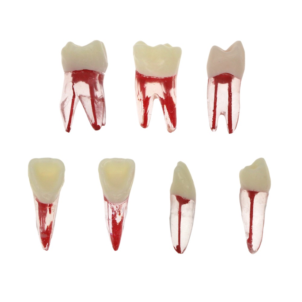 10Pcs Dental Root Canal Study Teeth Model for Endodontic Rotary Files Practice