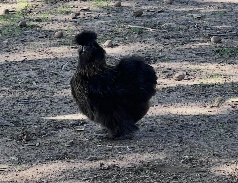 12 Batam Mix Barnyard.