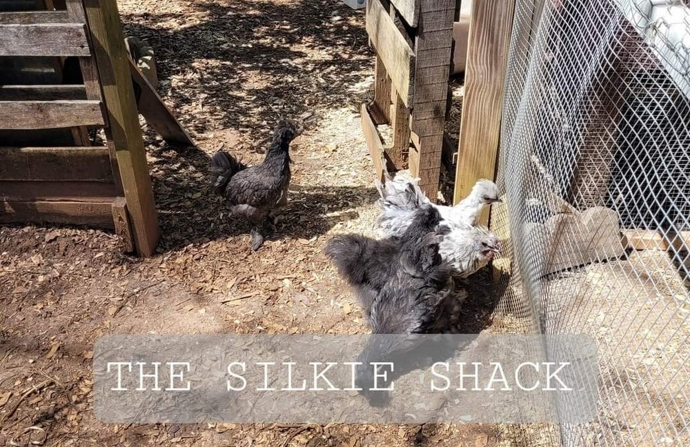 Silkie Chicken Hatching Eggs NPIP Certified