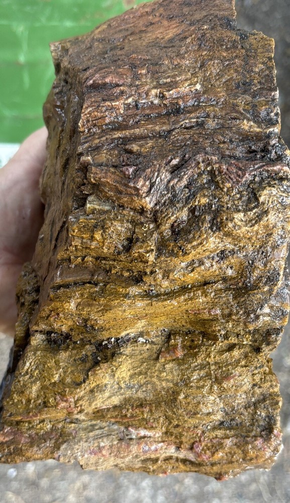 Colorful petrified wood