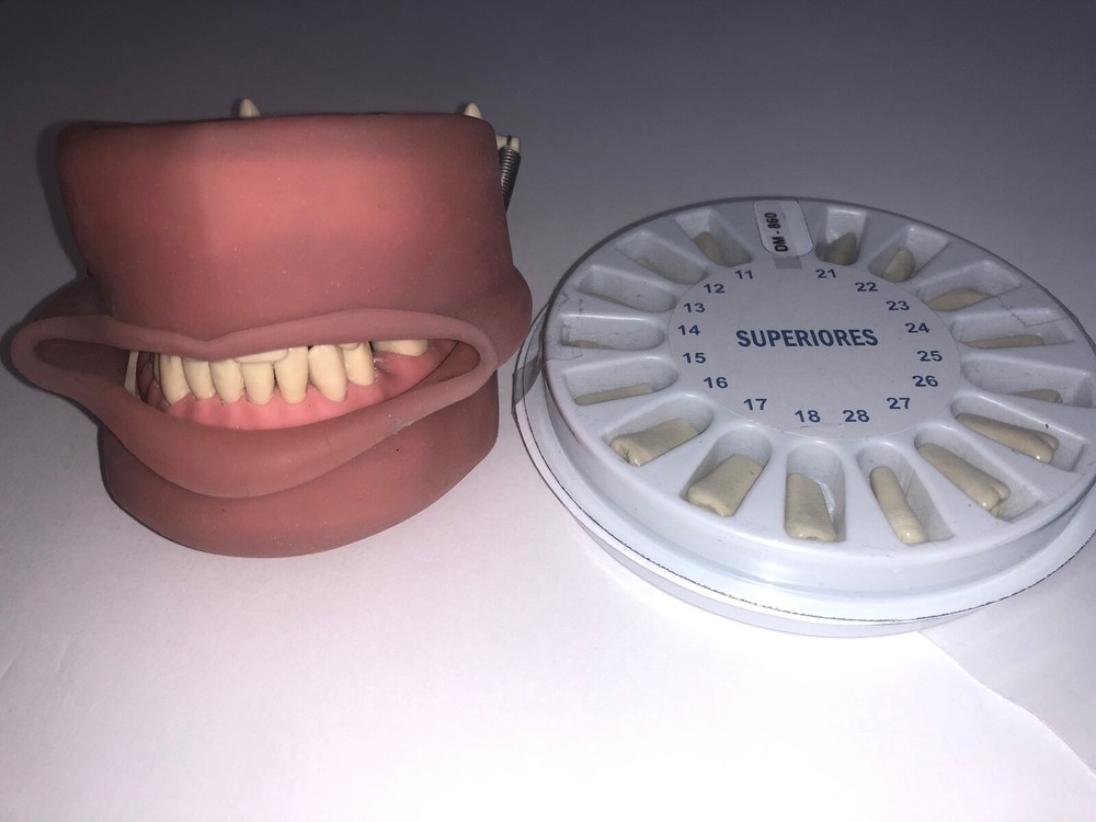 US Dental Typodont for Practice Teeth Model Soft Gum & Simulation Cheek