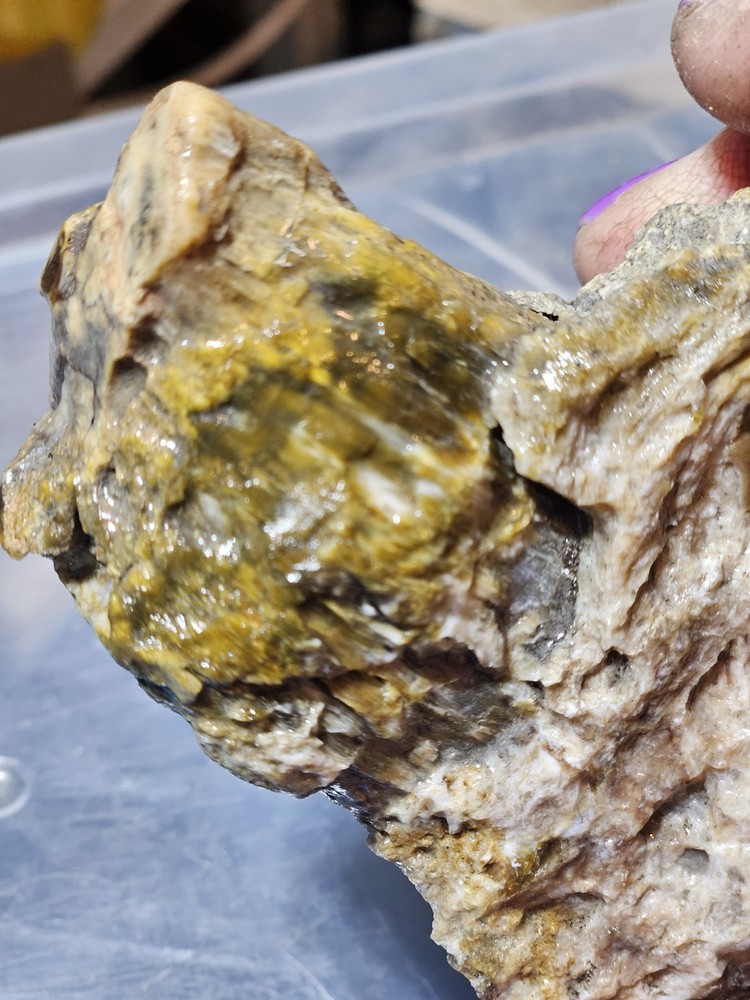 Petrified Limb Polished Specimen (7.8oz)