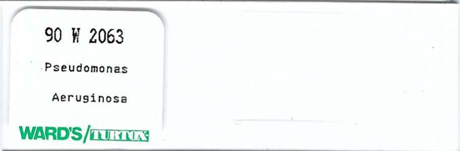 Pseudomonas aeruginosa Microscope Slide