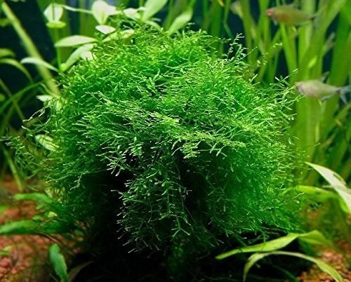 Java Moss / Christmas Moss (20 grams or .70 oz)