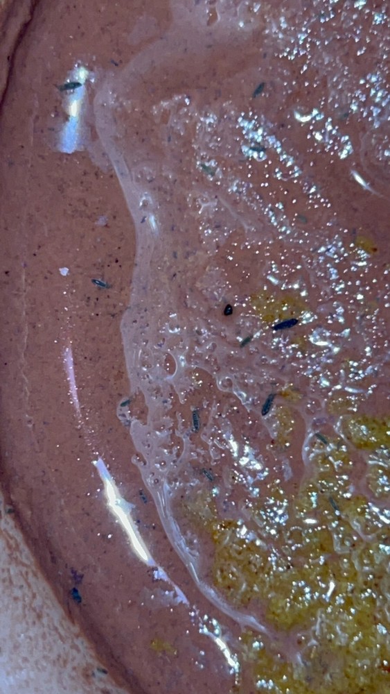 25 Green aquatic springtails *FEEDER INSECTS*