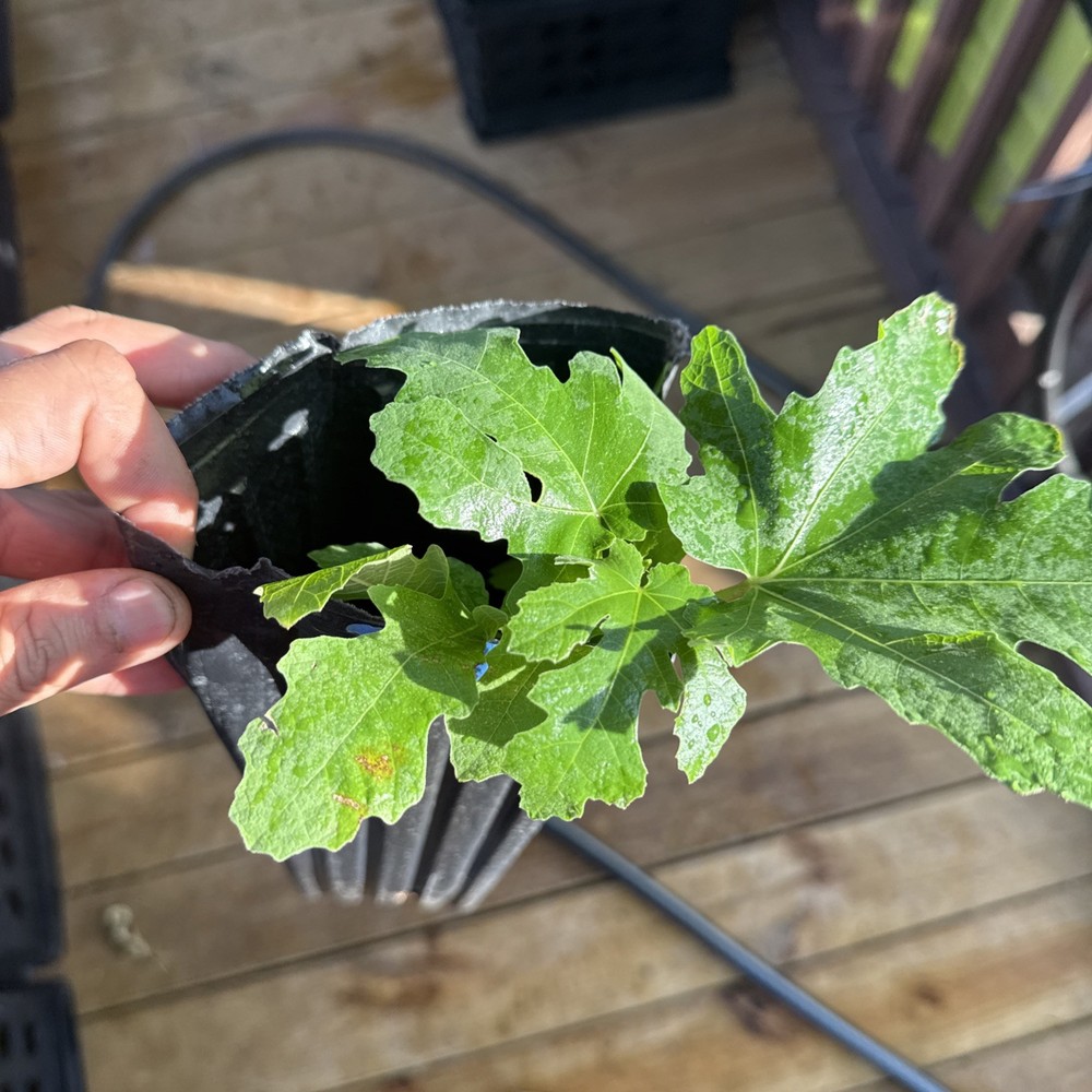 Italian Black young Fig Tree 🌲