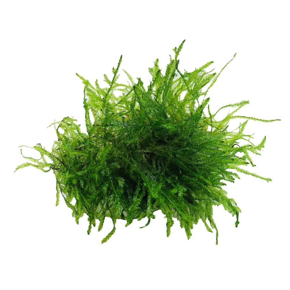 Java Moss / Christmas Moss (20 grams or .70 oz)