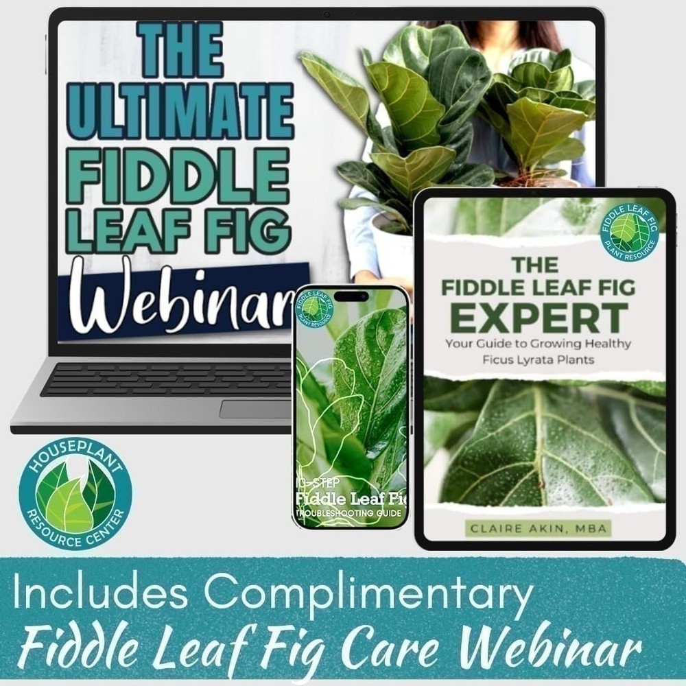 Fiddle Leaf Fig Soil – Organic, Fast-Draining Mix for Growth & Healthy Roots