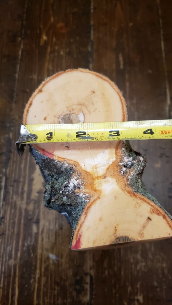MAPLE Turning Crotch Log 10" Long M4111