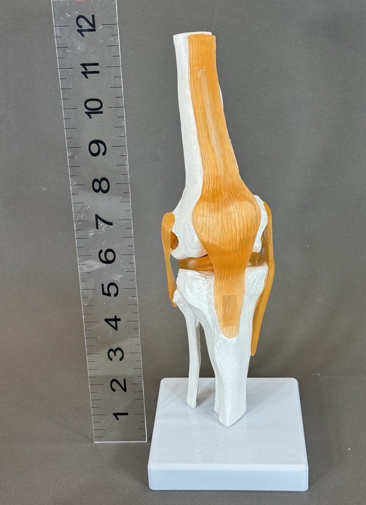 Human Knee Joint Model with Flexible Ligaments, Anatomically Correct