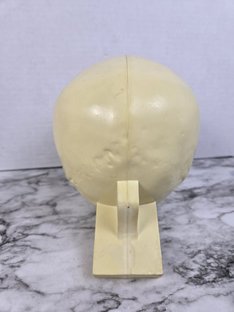Synbone (8240) Beige Plastic Educational Skull Orthopedic Display