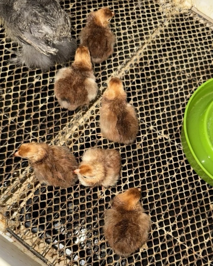 12 Rhode Island Red Bantam Hatching Eggs , Exhibition Quality
