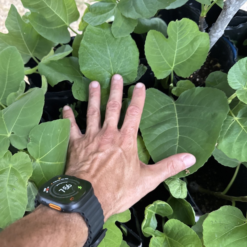 One LSU Tiger Fig Tree YOUNG