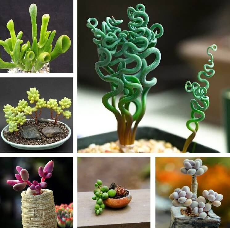 Mixed Rare Succulent Plant Seeds, 100pcs/pack