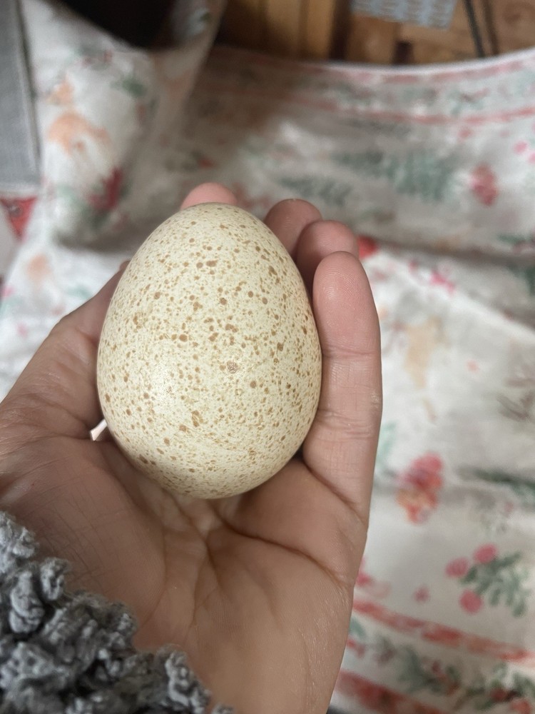 Four Heritage Turkey Hatching Eggs