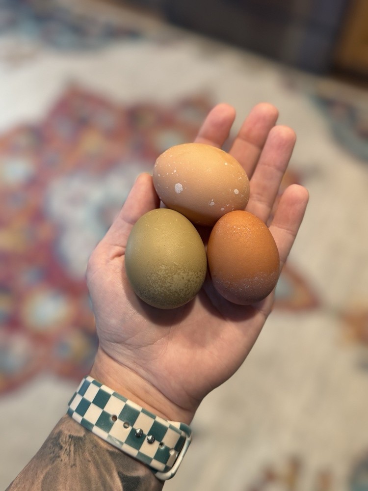 10 “Who’s Your Daddy?” RAINBOW Hatching Chicken Eggs 🤍🌈