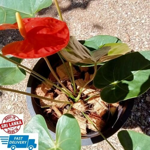 Coconut Husk Chips dry chips 100% Natural Orchids Anthodium Growing Medium 250g