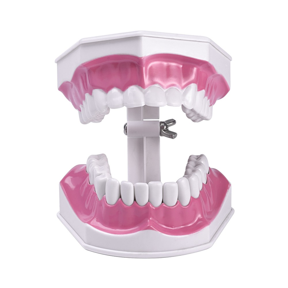Dental Typodont Demonstration Model Removable 28 Teeth 2 Time Large Study Model