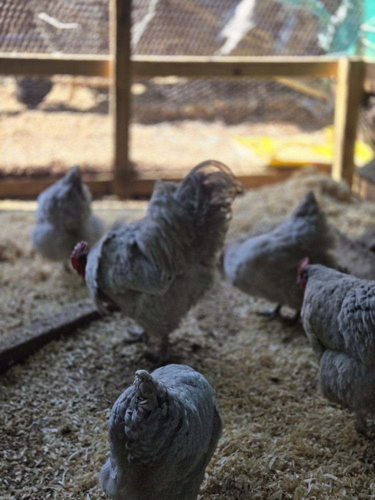 Lavender Orpington Hatching Eggs 12 Plus 2