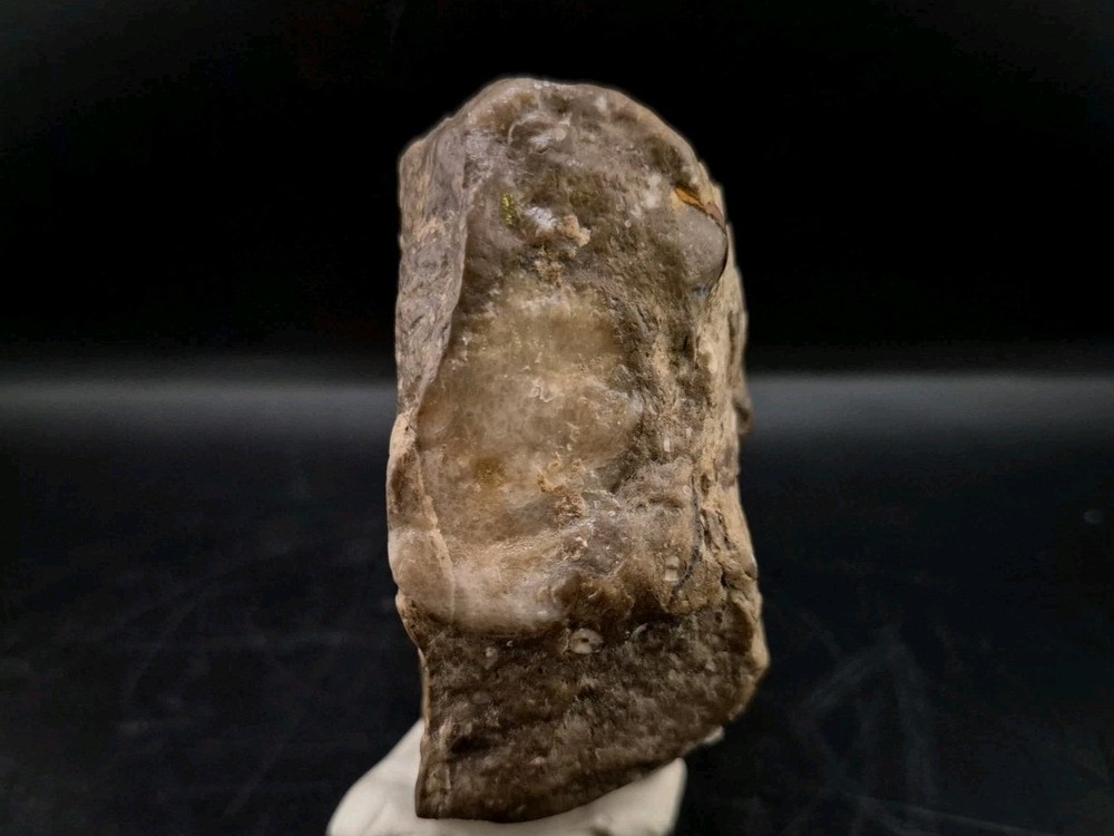 Egg Fossil Reptile 🦎 Permineralized