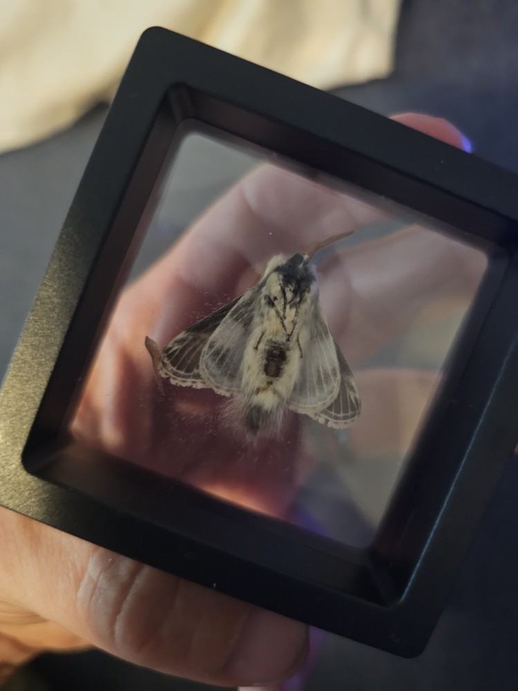 Tolype Moth (Damaged Antenna) Framed Specimen