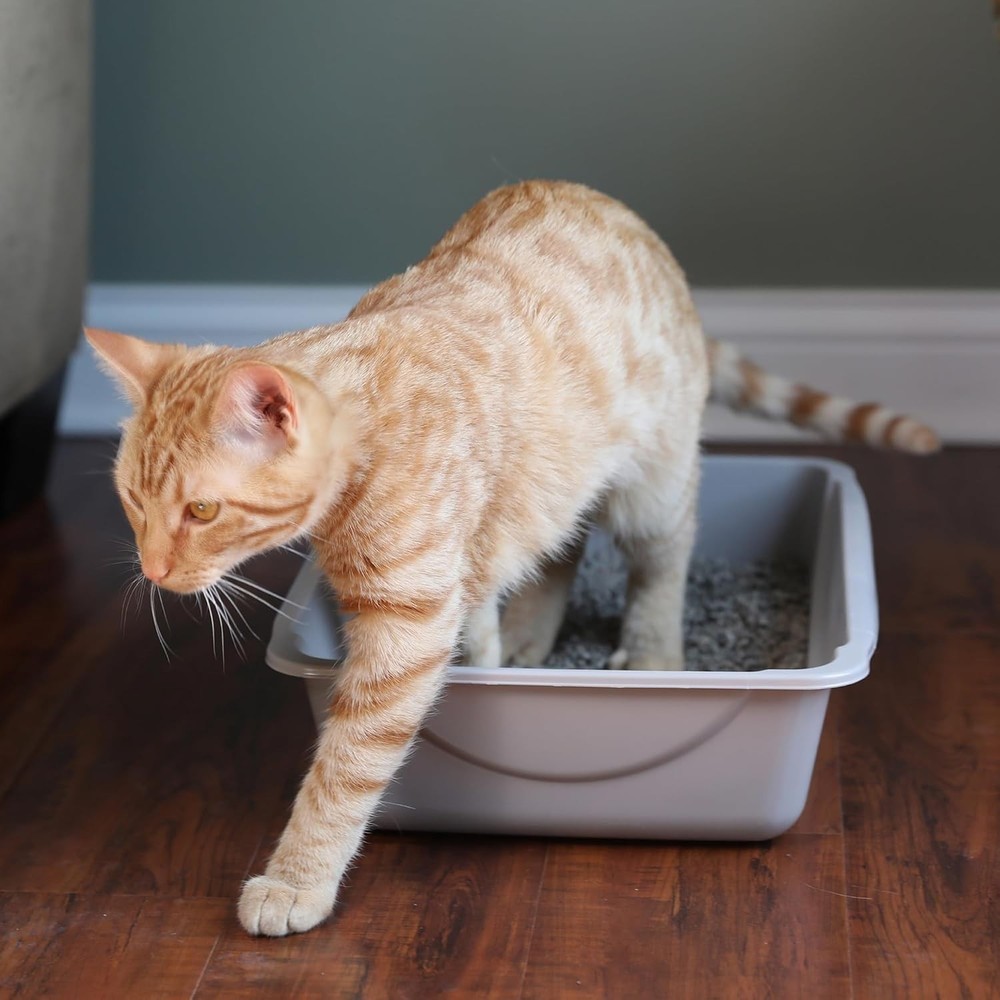Spacious Open Litter Pan for Cats - Eco-Friendly Plastic in Blue/Gray