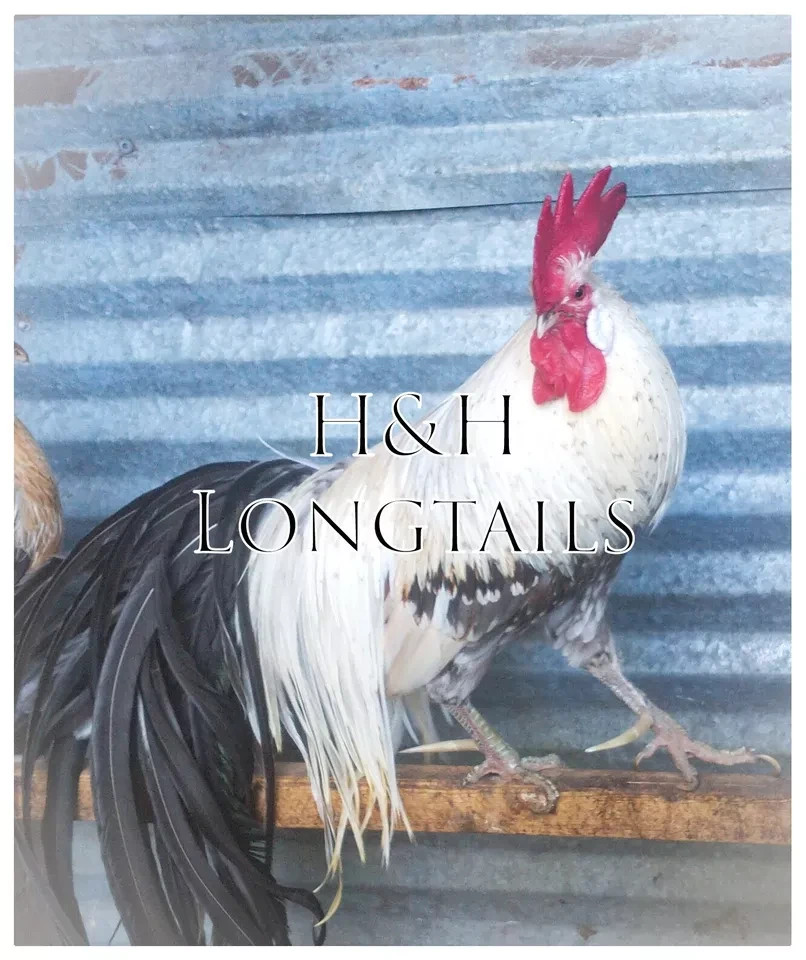 6+ Blue Gold, blue silver, and Blue Red Phoenix longtail Chicken hatching eggs
